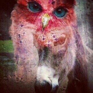 Owl Spirit Animal Owl Spirit Animal